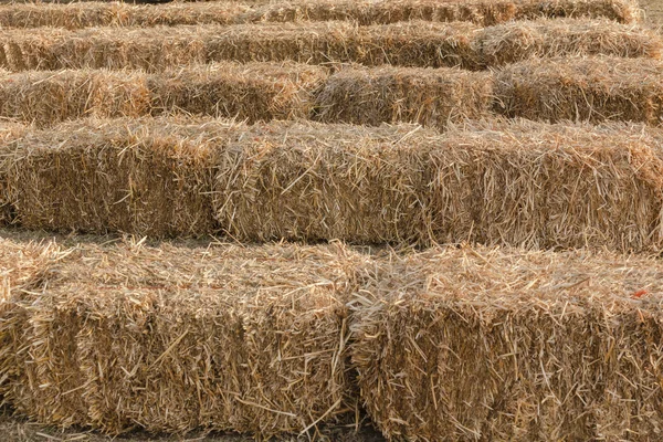 Agricultura fardos de grama — Fotografia de Stock