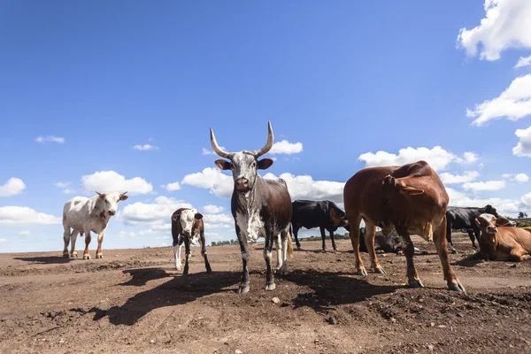 Ganado Animales Primer plano —  Fotos de Stock