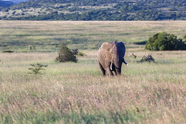 Elefantenwild — Stockfoto