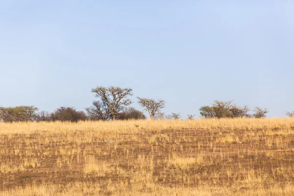 Kuru ağaçlar çim Landsca — Stok fotoğraf