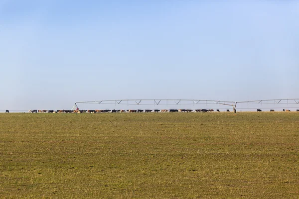 Cattle Farming Landscape — Stock Photo, Image