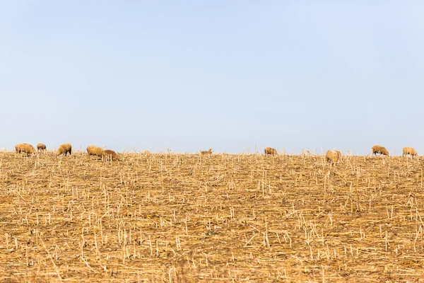 Campo seco de ovelha — Fotografia de Stock