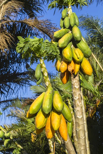 Pohon Buah Papaya — Stok Foto