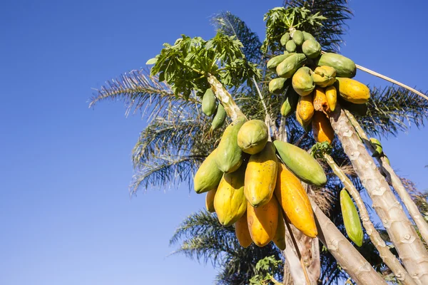 Papaya meyve ağaçları — Stok fotoğraf