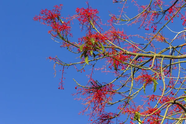 Cores da Primavera Flores Árvores — Fotografia de Stock