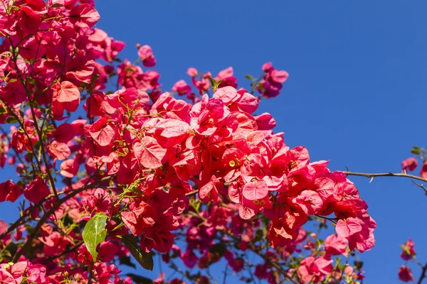 Flores Red Pink Bloom — Fotografia de Stock