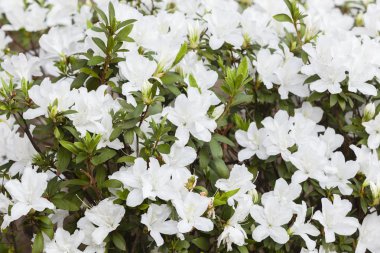 Çiçekler beyaz Bloom