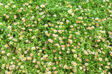 Daisy Çiçekleri Yaz Arkaplanını Kapat