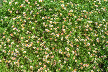 Daisy Çiçekleri Yaz Arkaplanını Kapat