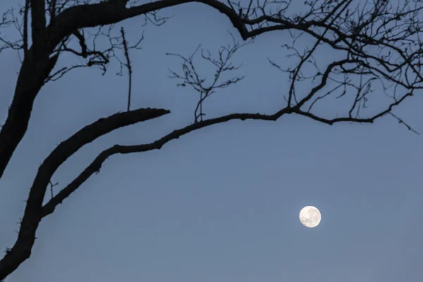 Árvores da Lua Silhueta — Fotografia de Stock