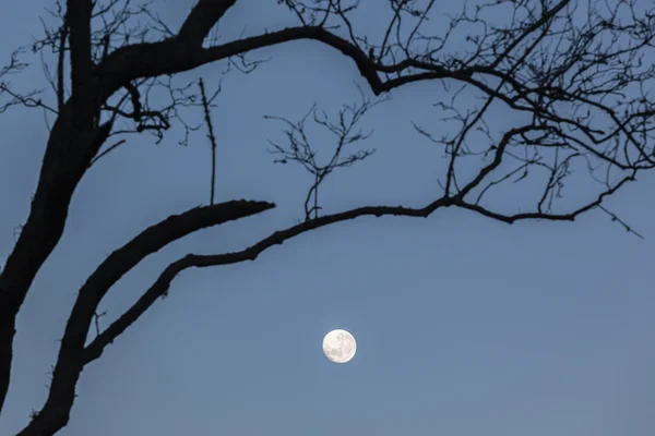 Árvores da Lua Silhueta — Fotografia de Stock