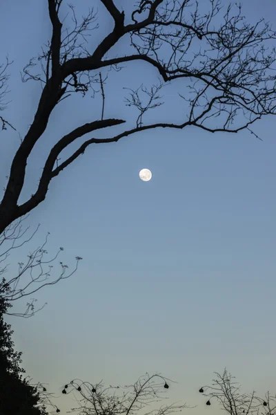 Moon Trees Silhouetted — Stock Photo, Image