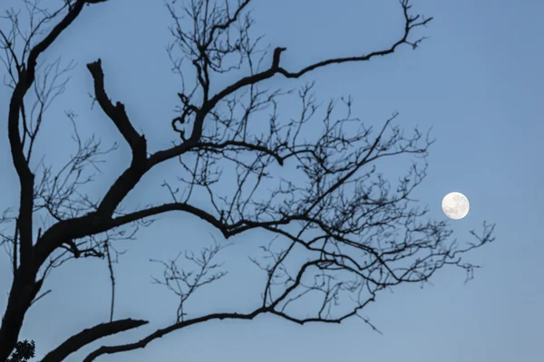 Moon Trees Silhouetted — Stock Photo, Image