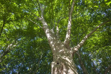 Ağaç uzun boylu portre