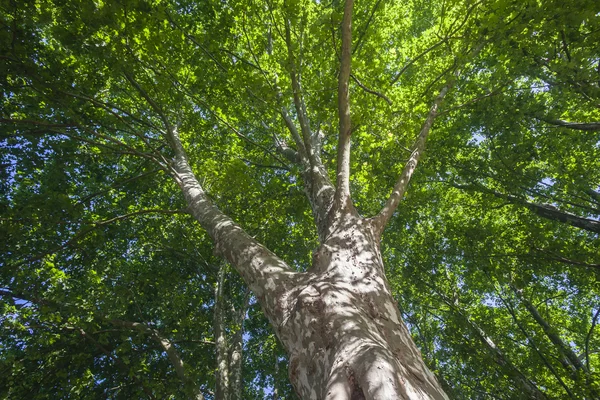 Ağaçlar uzun boylu portre — Stok fotoğraf