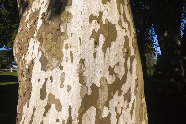 Strom kůže textury — Stock fotografie