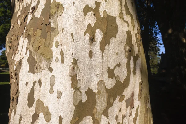 Tree Skin Textures — Stock Photo, Image