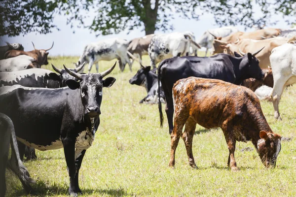 Bydła krowy byki hodowli — Zdjęcie stockowe