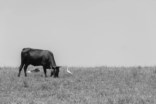 Βοοειδών ταύρων αγελάδες γεωργία — Φωτογραφία Αρχείου