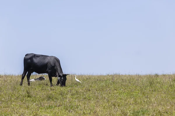 Bydła krowy byki hodowli — Zdjęcie stockowe