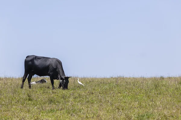 Cattle Bulls Cows Farming — Stock Photo, Image