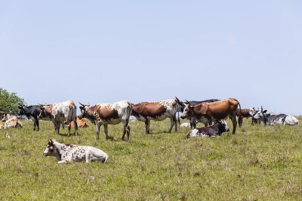 Bovinos Bois Vacas Agricultura — Fotografia de Stock