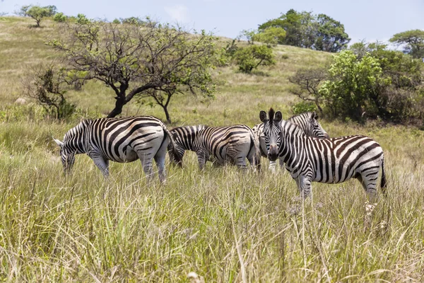 As zebras Wildife deserto — Fotografia de Stock