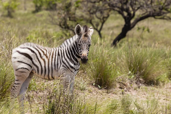 Zebra yavru yaban hayatı — Stok fotoğraf