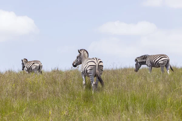 Zebras Wildife Wilderness — Stock Photo, Image