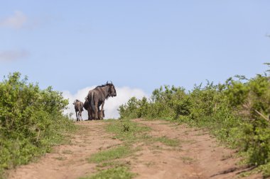 Wildbeest yabani hayvanlar ve bitkiler hayvanlar