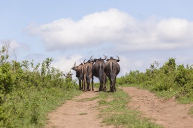 Wildbeest yabani hayvanlar ve bitkiler hayvanlar