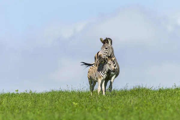 Zebrakalb Sommer — Stockfoto