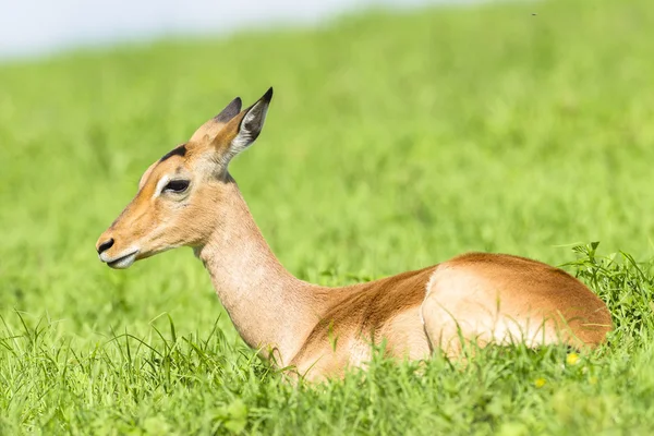 Wildtiere Impala Bock Sommer — Stockfoto