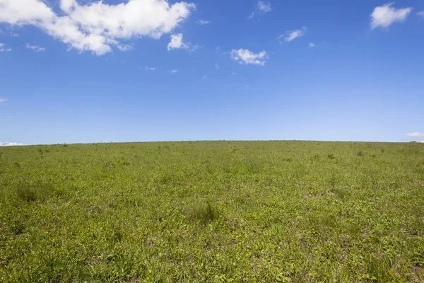 Otlaklar Hillside manzara mavi — Stok fotoğraf