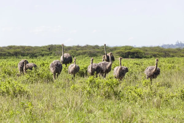 Ostrich Flock Wilderness — Stock Photo, Image