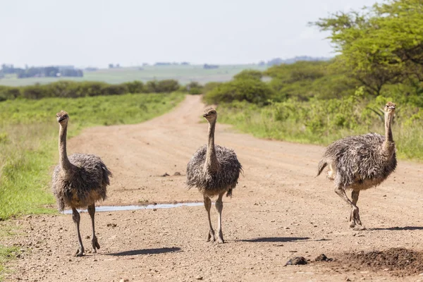 Ostrich Flock Wilderness — Stock Photo, Image
