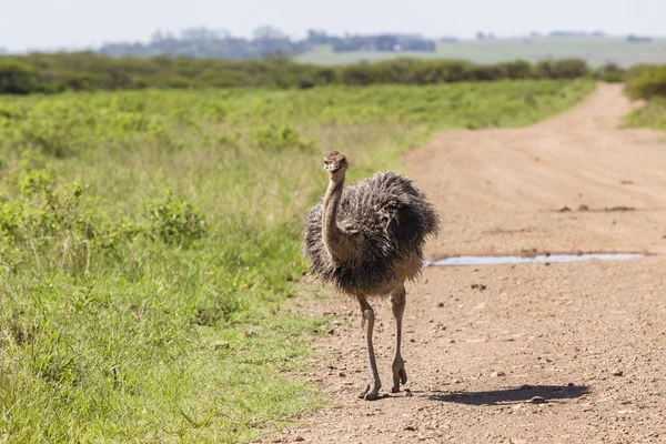 Ostrich Flock Wilderness — Stock Photo, Image