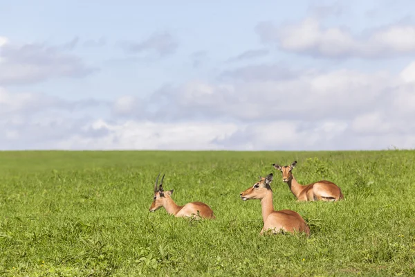 Buck Wildlife Summer — Stock Photo, Image