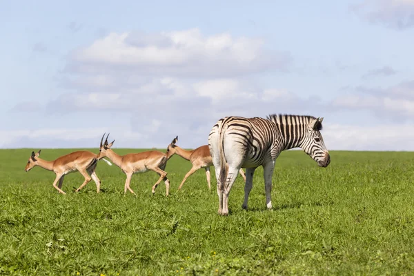 Vida selvagem Zebra Buck Verão — Fotografia de Stock