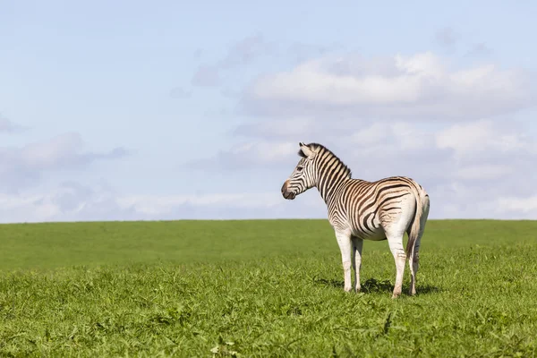 Rhinos Wildlife Animals — Stock Photo, Image