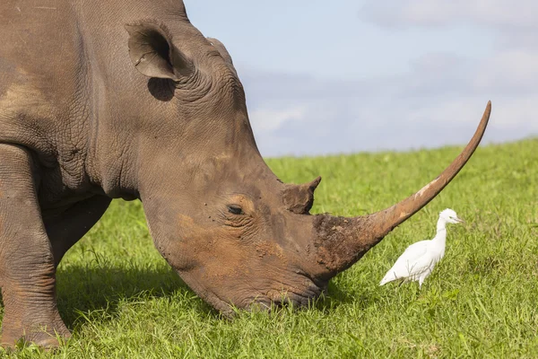 Rhino Bird Wildlife — Stock Photo, Image