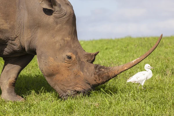 Rhino диких тварин — стокове фото