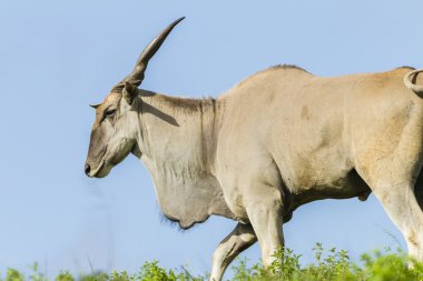 Eland Buck hayvan