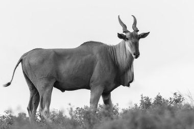 Eland siyah beyaz yaban hayatı Buck
