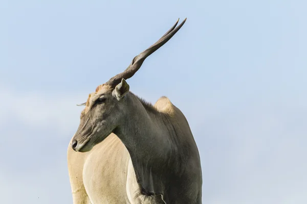 Eland Wildlife Animal — Stock Photo, Image