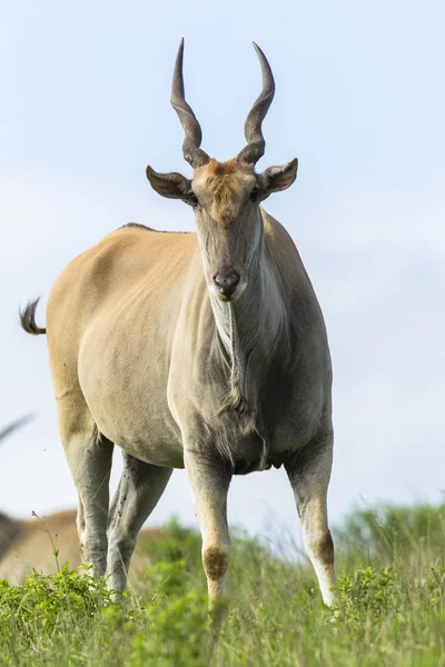 Buck vahşi hayvan — Stok fotoğraf