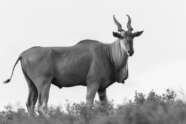 Eland Buck Black White Fauna Selvatica — Foto Stock