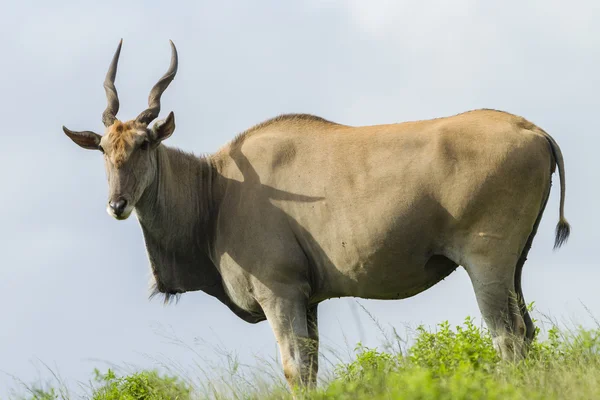 Eland Buck fauna selvatica Animali — Foto Stock