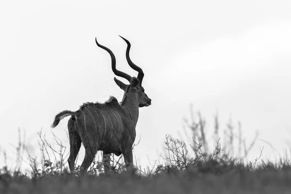 Kudu-Bock Wildtier — Stockfoto