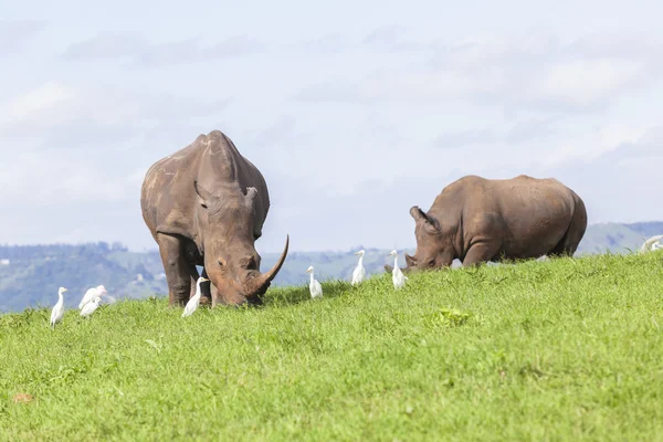 Rhinos Faune été — Photo